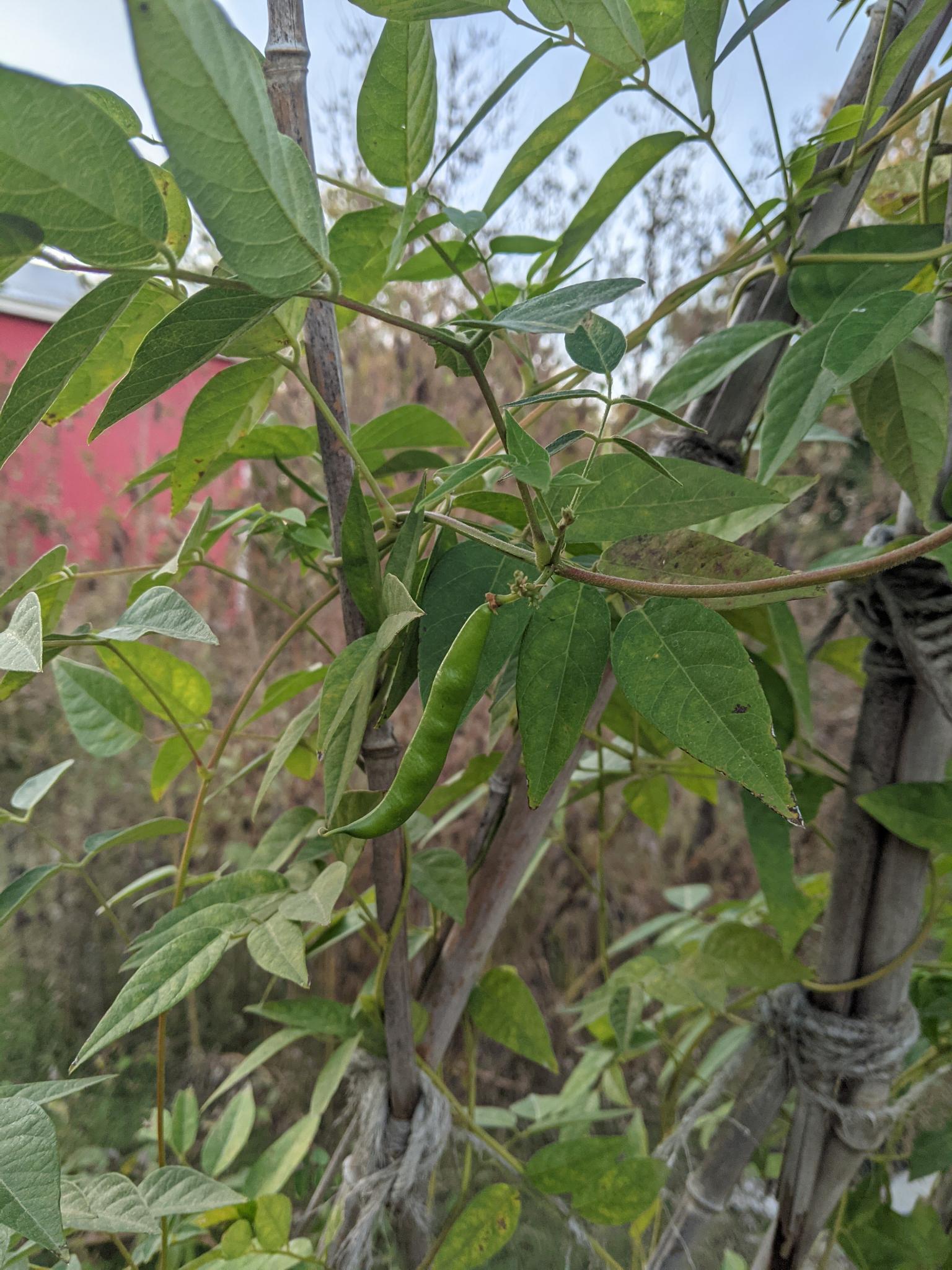 Apios mericana Underside look at *Apios americana* American Groundnut ornate leaves and vine showing one small, dangling seed pod