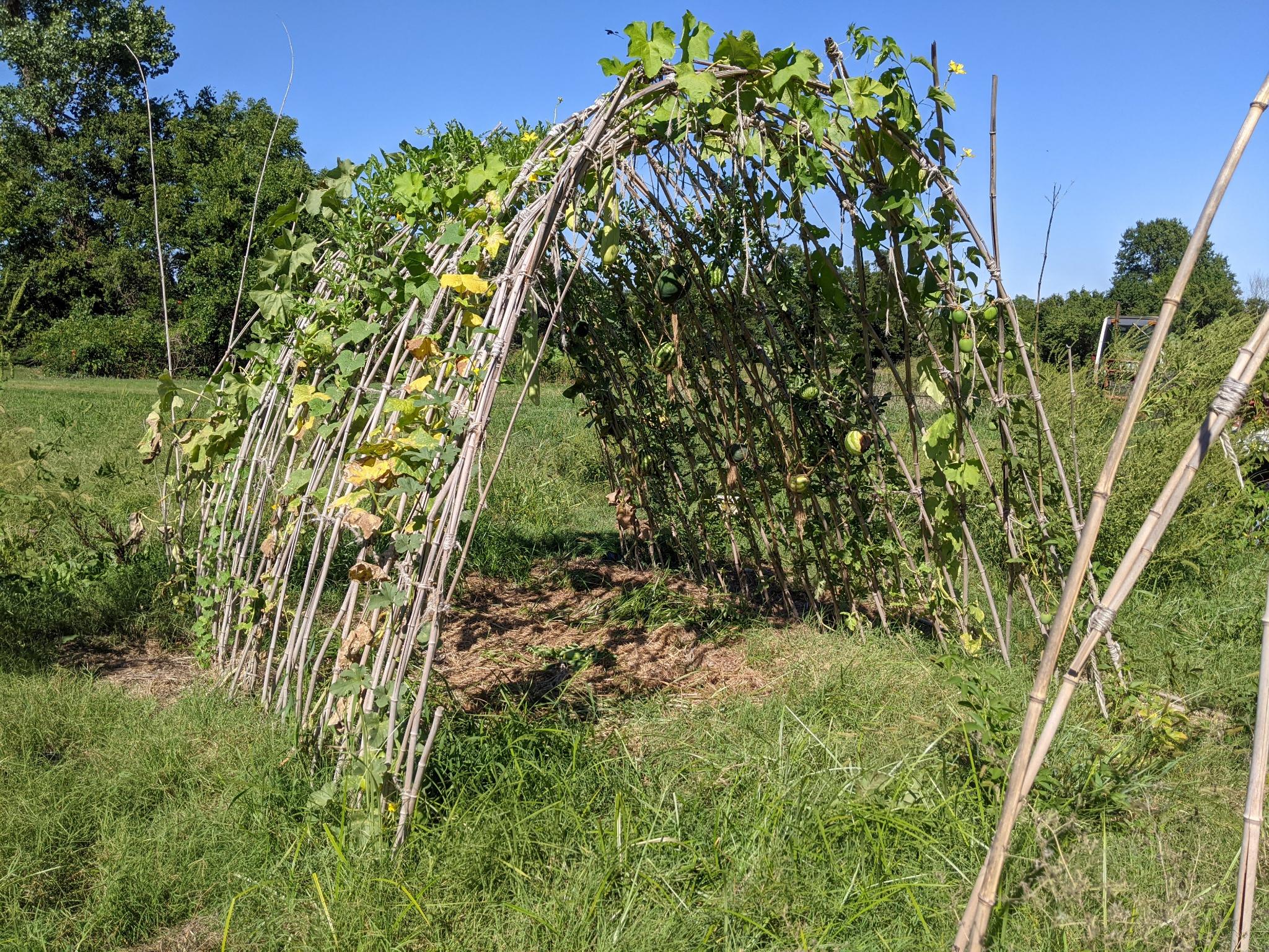 Passiflora incarnata, Luffa aegyptica, Citrullus lanatus) Full shot of arch trellis covered with vines, leaves, watermelons, passionfruit