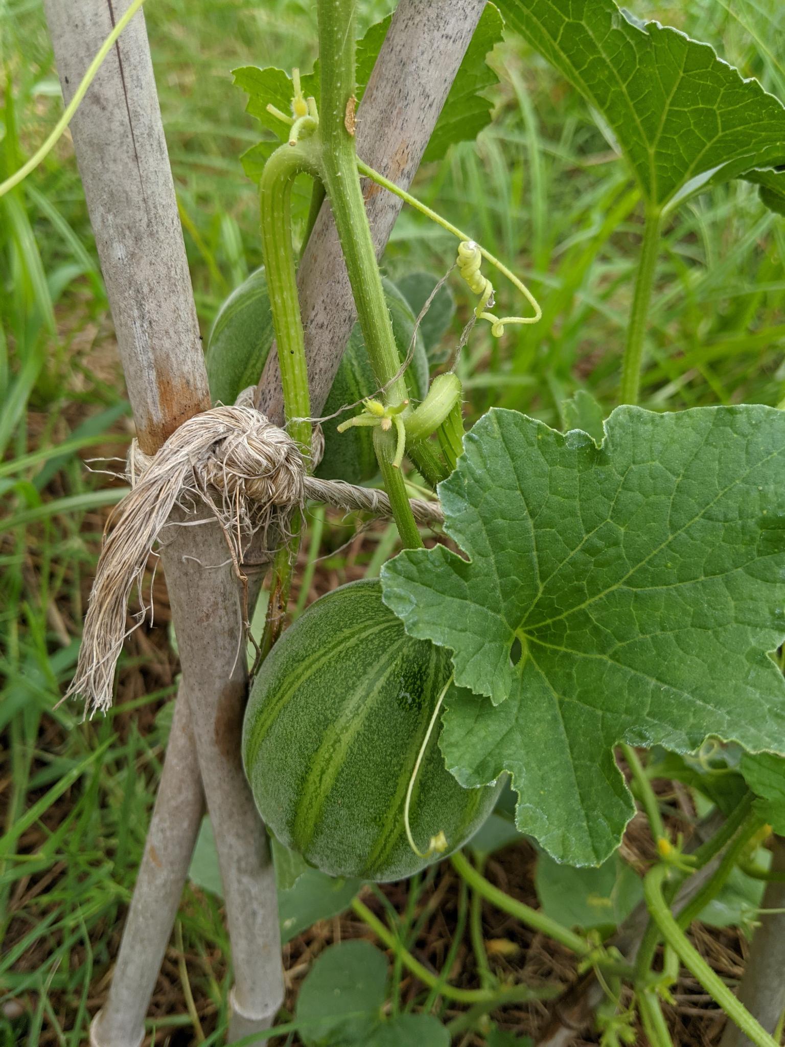 Cucumis melo Closeup of small green unripe striped melon hanging on the vine, partially covered by the leaf