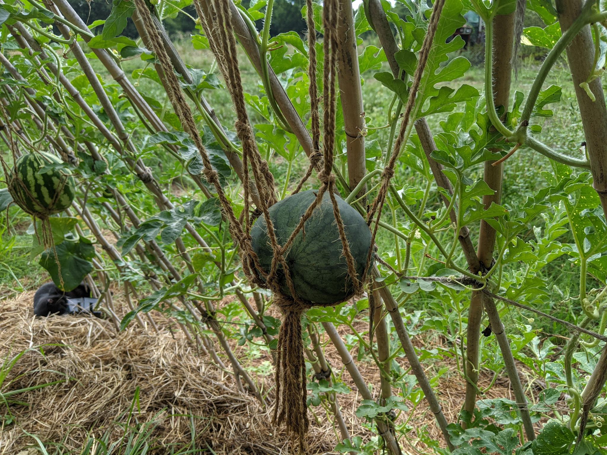 Citrullus lanatus dark green striped watermelon hanging in jute twine macrame basket from criss-crossed bamboo canes of trellis