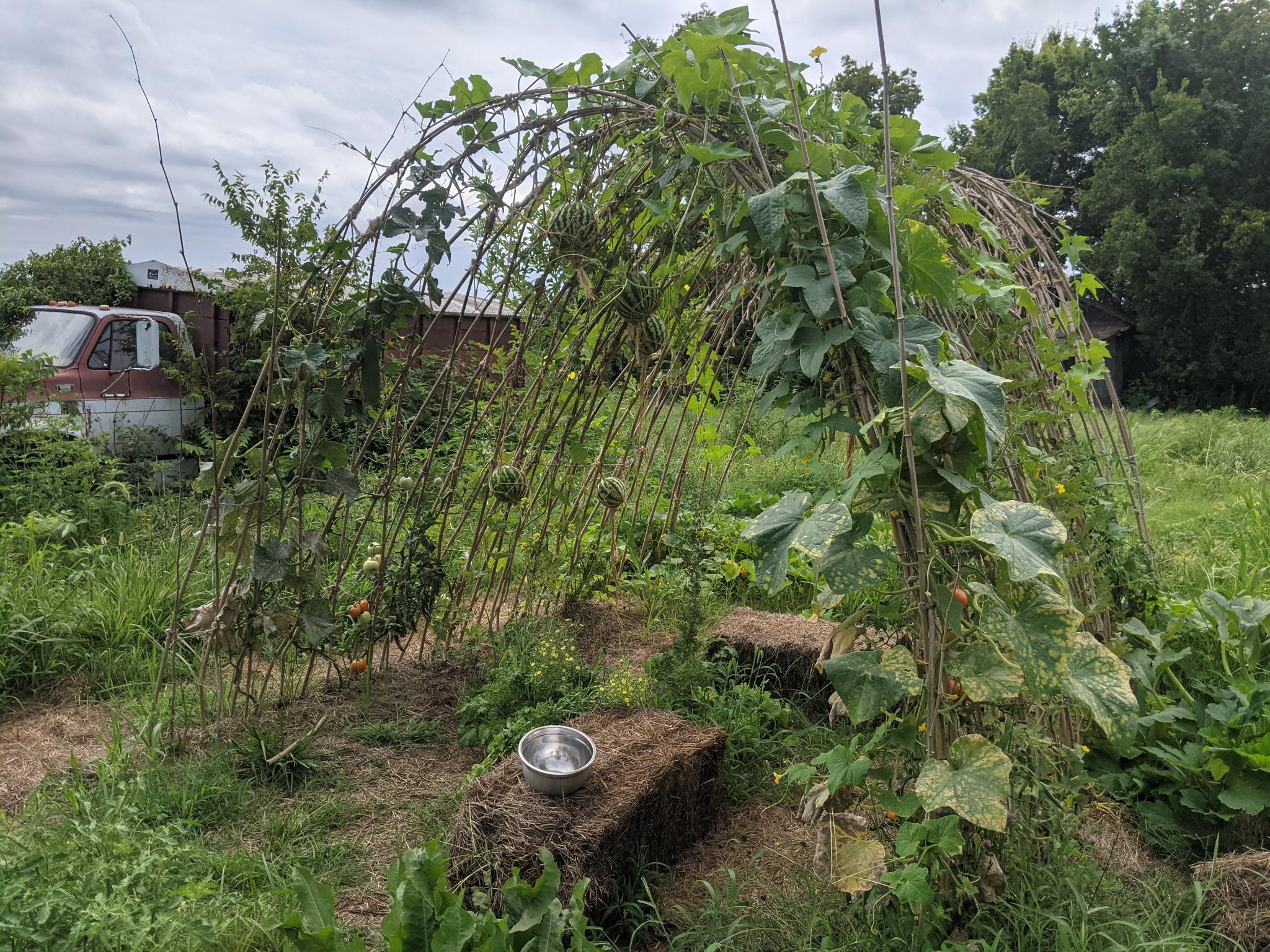 Cucumis sativus, Luffa Aegyptica, Cucumis melo var. flexuosus, Citrullus lanatus, Solanum lycopersicum Full shot of arch trelllis covered with busy cucumber leaves, hanging wateremlons in macrame baskets, climbing tomatoes, and luffa vines