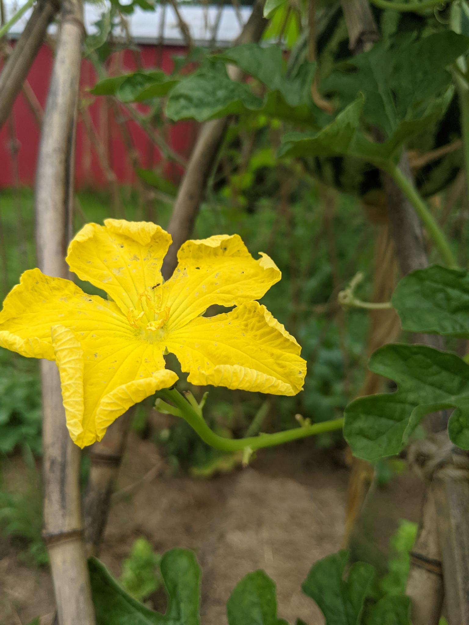 Luffa aegyptica with unknown ant Yellow Luffa Flower, usually swarming with fertilizing ants but here just one