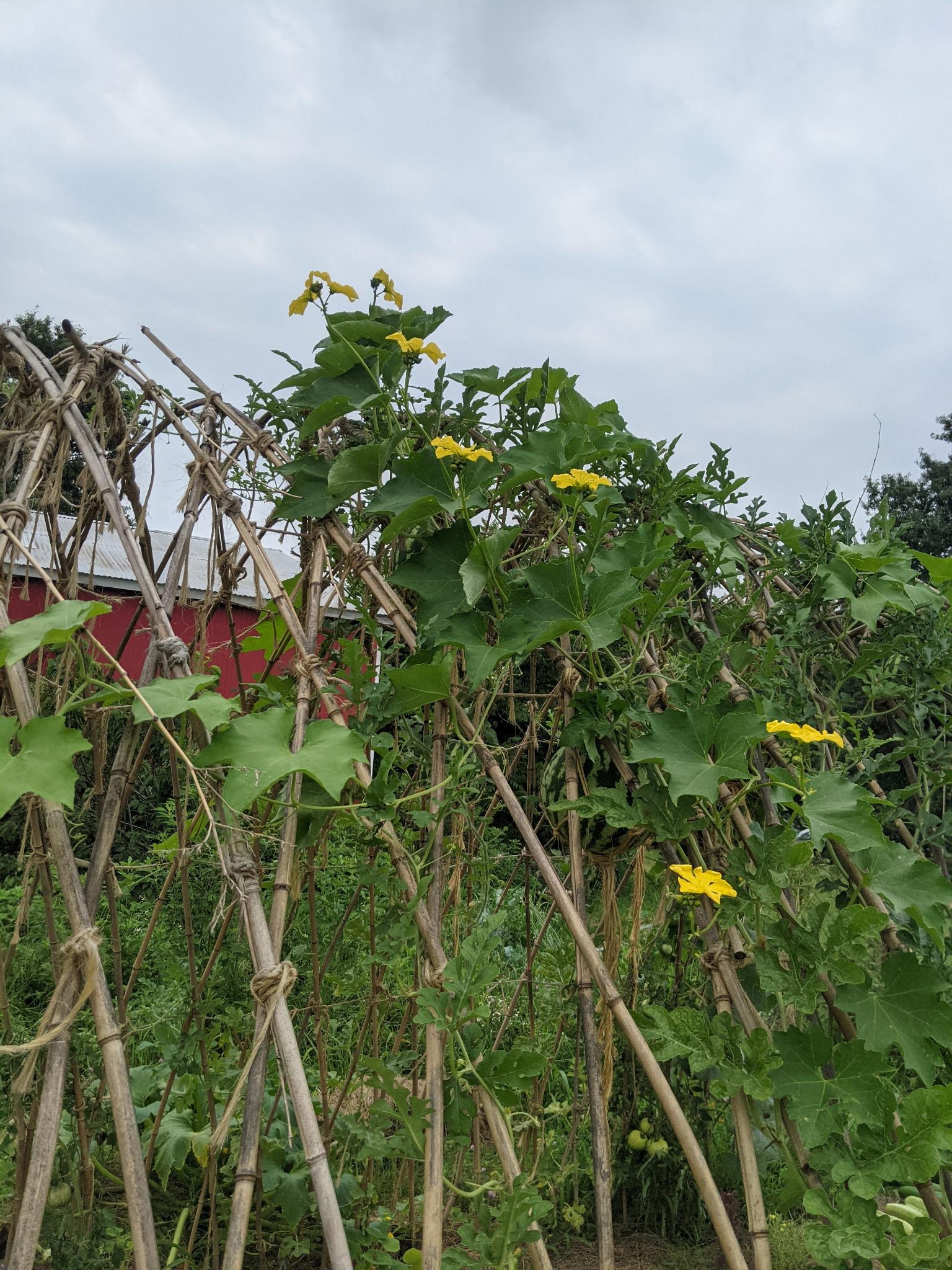 Luffa aegyptica leafy vines of Luffa climbing atop the trellis tunnel with several bright yellow flowers