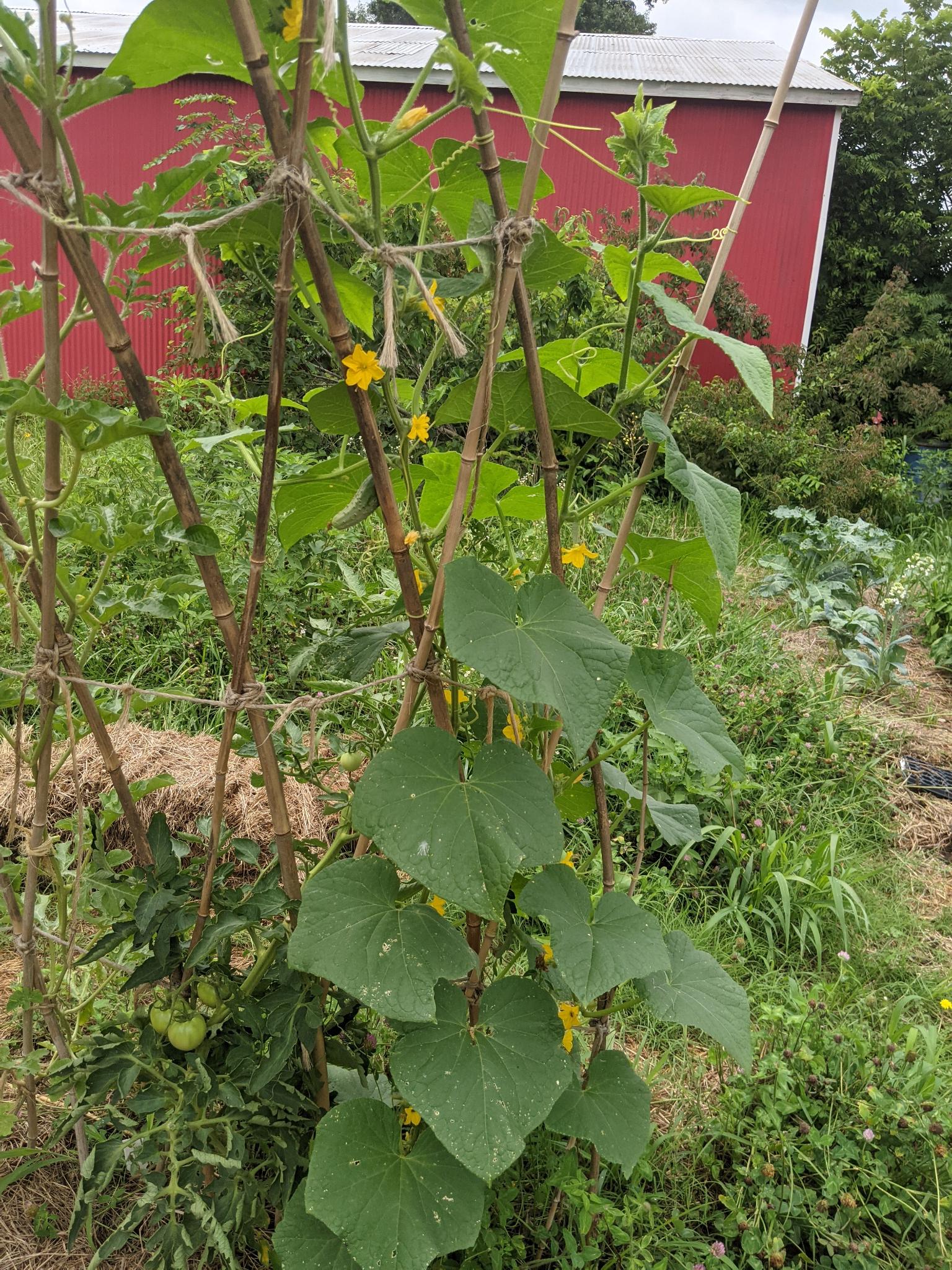 Cucumis sativus, Solanum lycopersicum Leafy cucumber vine covered in yellow flowers and a small prickly cucumber, and tomato plant with a small bunch of green tomatoes