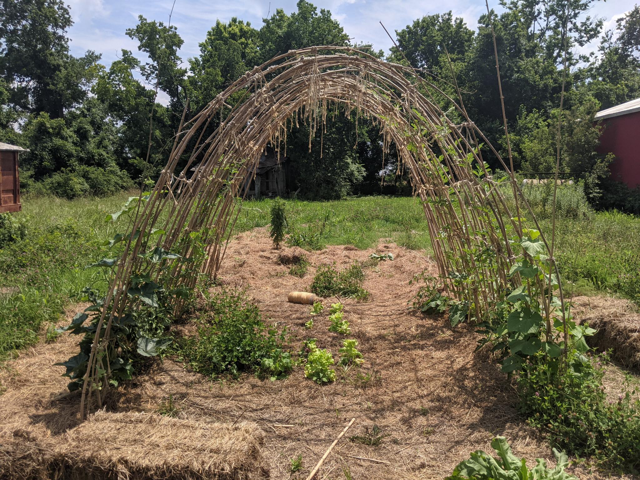 Cucumis sativus, Citrullus lanatus, Lactuca sativa full front view of arch trellis tunnel mid-early in the season with the lower half covered in plants and no fruits, the upper half only lightly covered with some watermelon vines, bolting lettuce underneath the arch